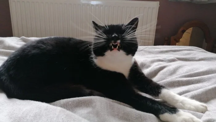 20 уморительных кадров, запечатлевших котов в момент чихания