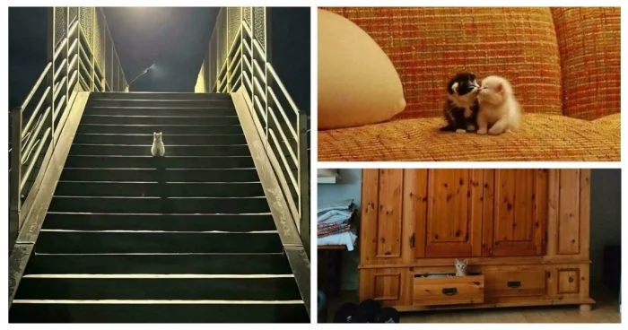 30 маленьких котят, открывающих для себя большой мир