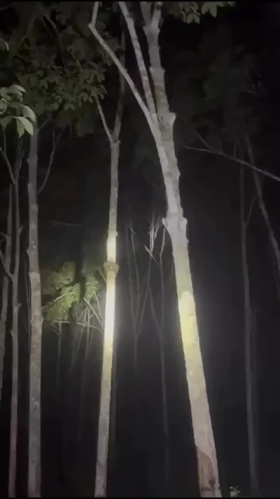 Как змеи залазят на деревья