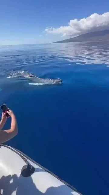 Шутка
