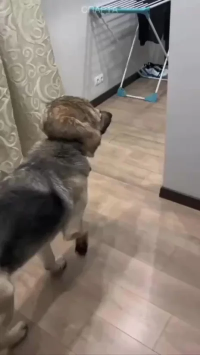 Шляпа с собачкой