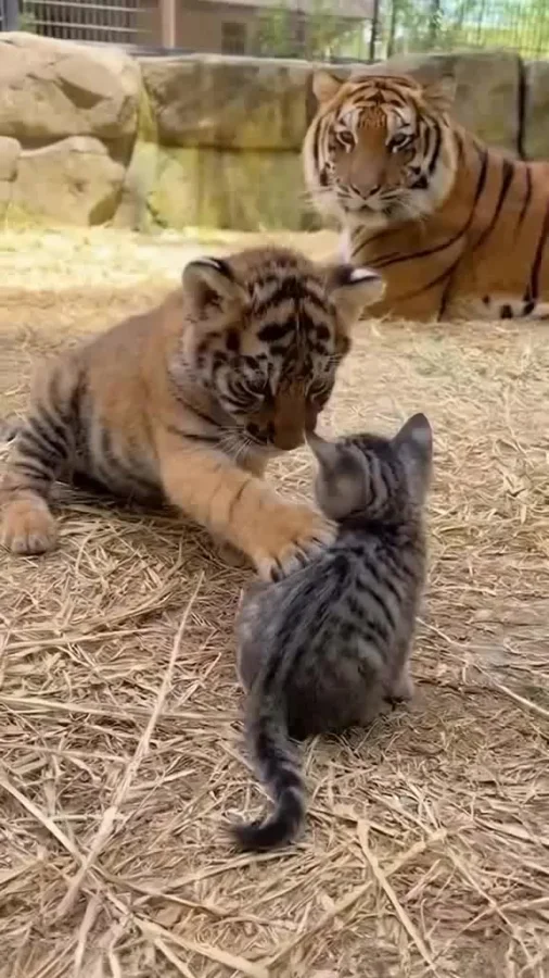 А ты точно мой брат?