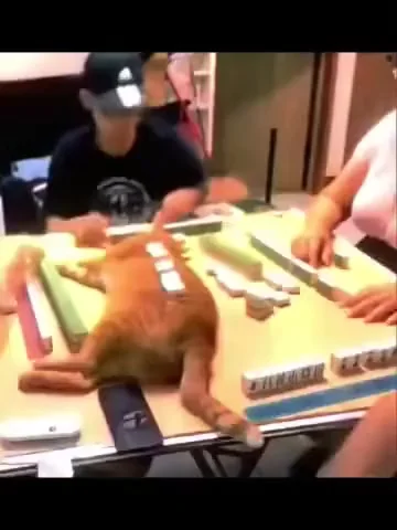 Что значит просто убери кошку?