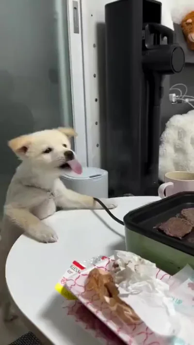 Собачка пытается насытить себя паром от готовящейся еды
