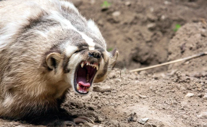 Американский барсук: агрессивный и опасный. Берсерк, способный украсть и закопать корову