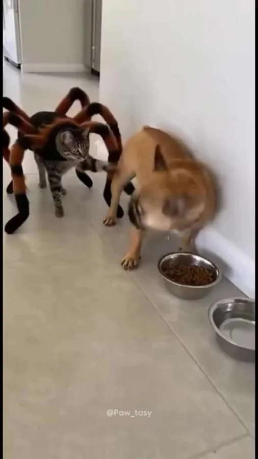 Арахнофобия — это вам не шутки