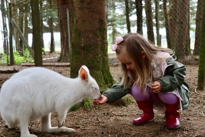 Австралийский деликатес: едят ли там кенгуру?