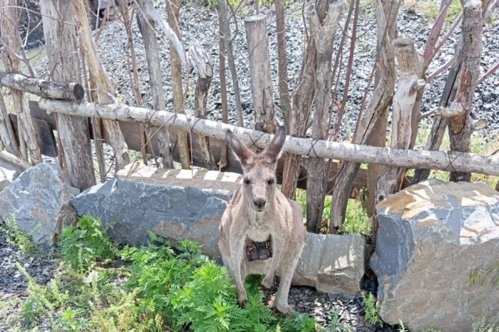 Австралийский деликатес: едят ли там кенгуру?