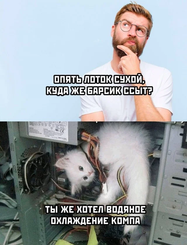 Баяны про котов