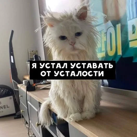 Баяны про котов