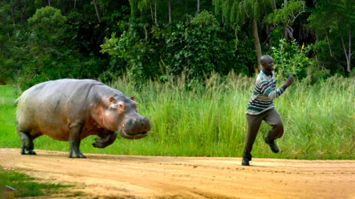 Бегемоты: «кровавый пот», схватки с крокодилами и парадоксальное отсутствие навыка плавания