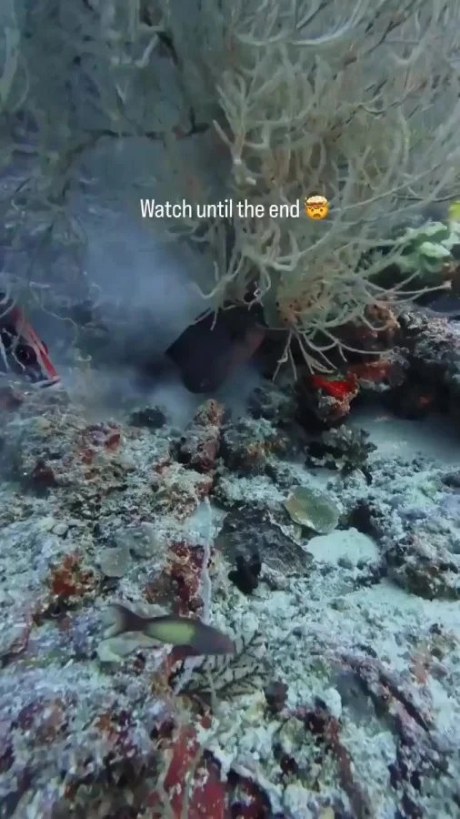 Битва морских существ