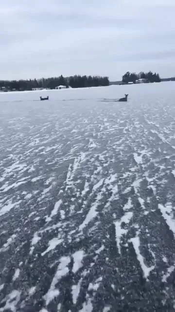 Ну олени!