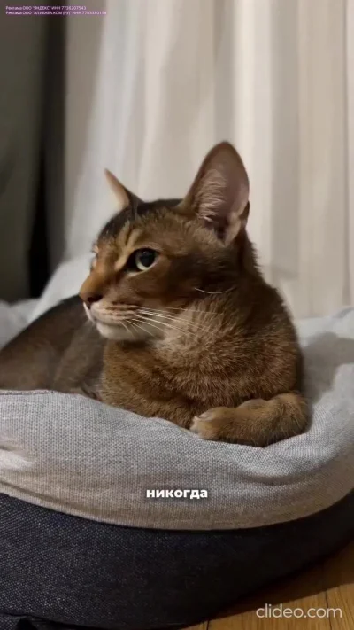 Внимание! Никогда не целуйте котиков