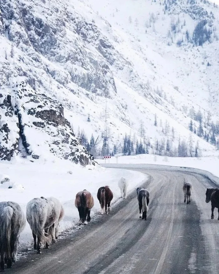 Чуйский тракт — легендарная дорога, ради которой едут в Алтай