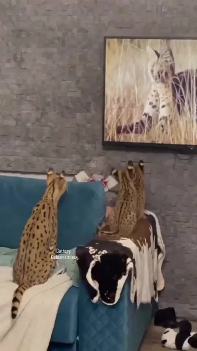 Доброе утро 2025.11.27