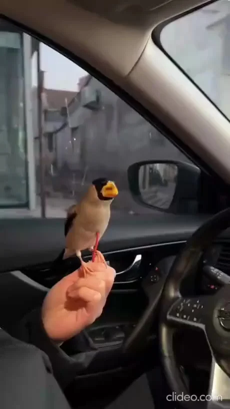 Хорошая птица на вес золота