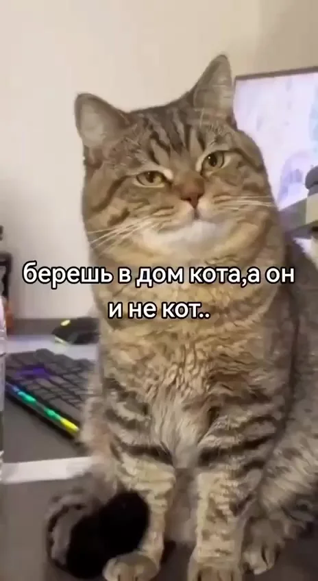 Если не кот, то кто?