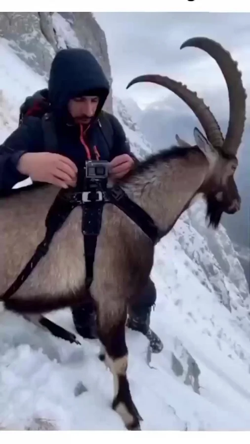 Горный козёл: вид от первого лица