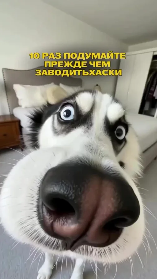 Хотите узнать больше о хаски?