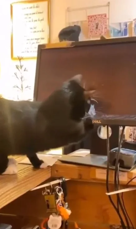 Хозяин это как?!