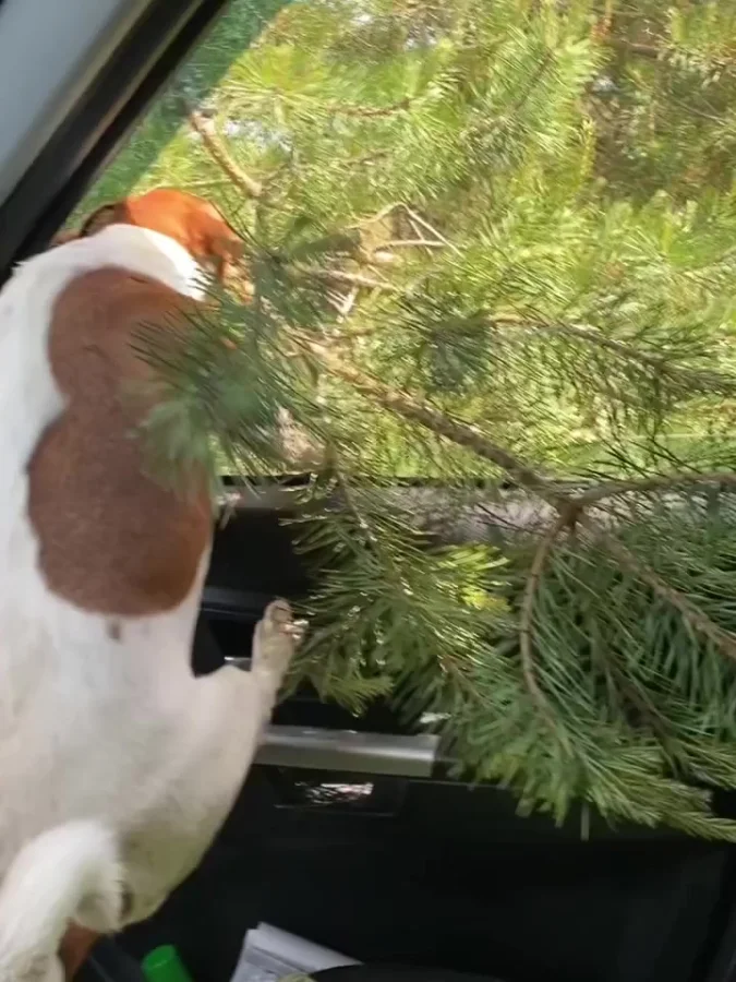 И почему же она не влезла?