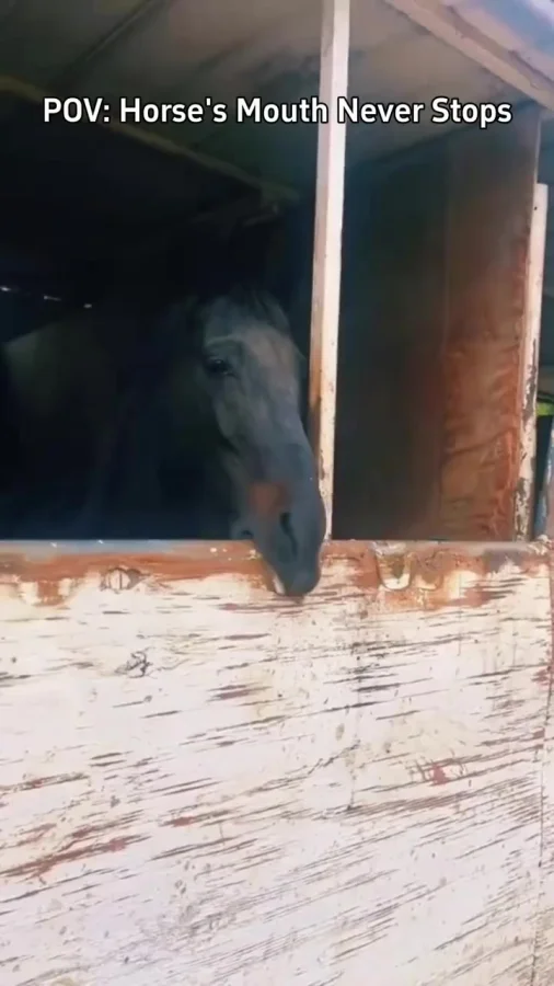 Игривое настроение: кони балуются от души!