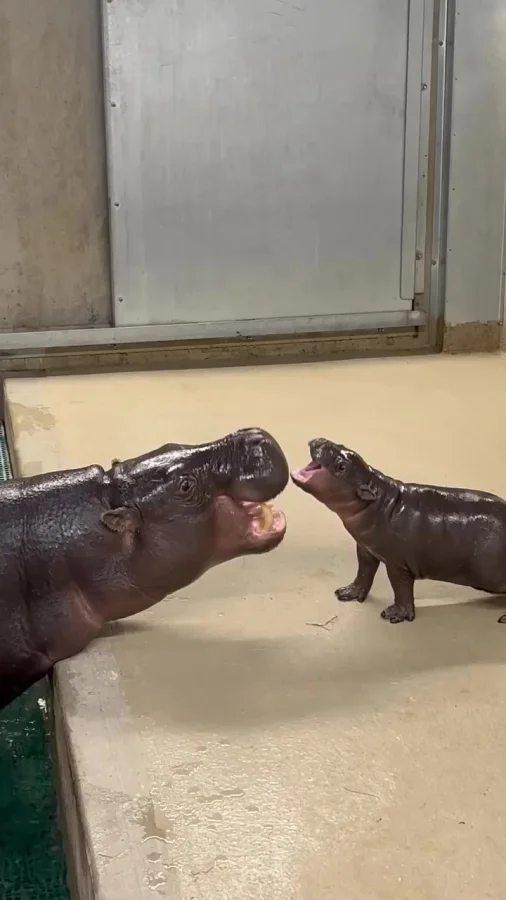 Я тебя кусь!