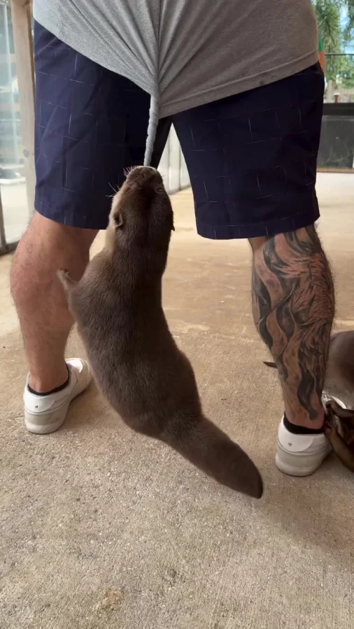 Эффективные методы тренировки вестибулярного аппарата