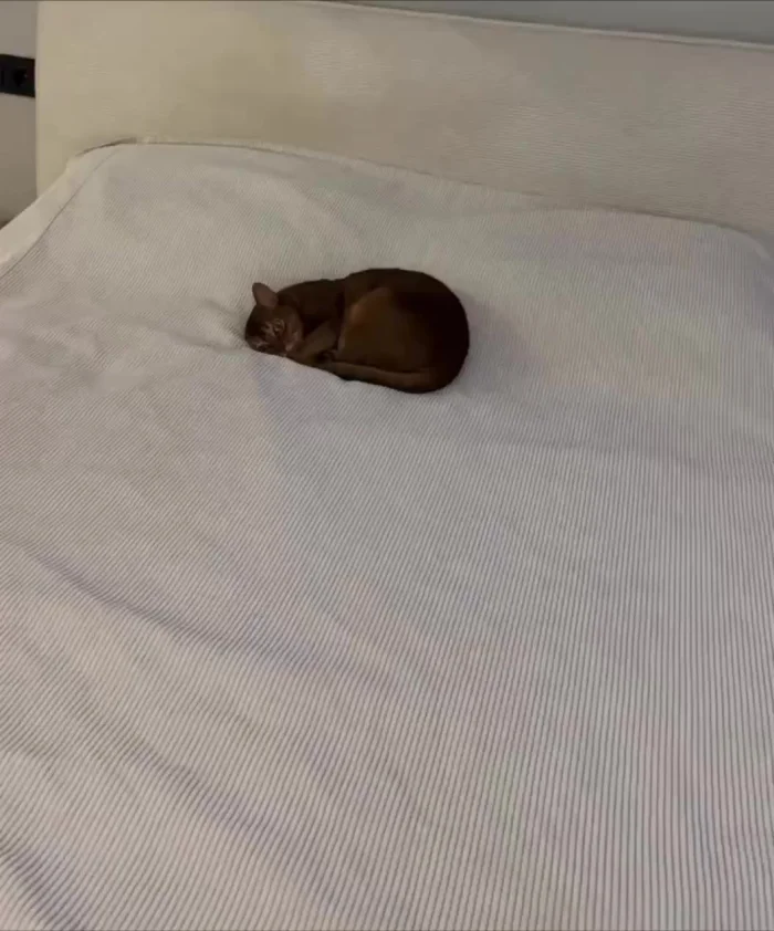 Экзистенциальный кризис в кошачьем обличье