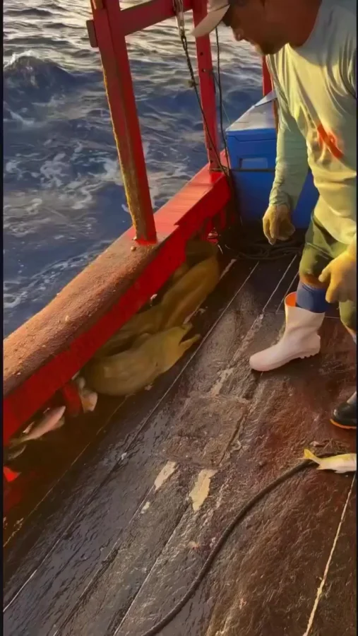 Эта мурена прилипчивее банного листа! Считайте, что она теперь ваша тень… только с зубами.