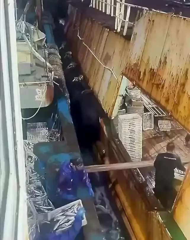 Как перегружают рыбу в море