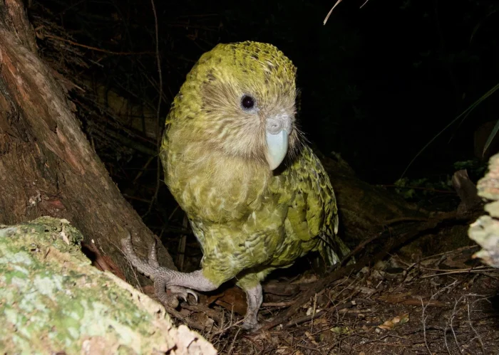 Какапо: Путеводитель по жизни самого необычного попугая Новой Зеландии