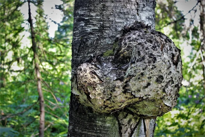 Кап: почему древесная «болезнь» стоит дороже золота