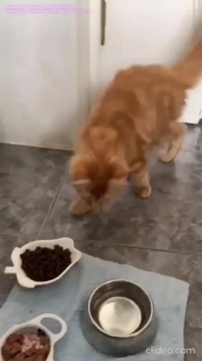 Рыжие проказники