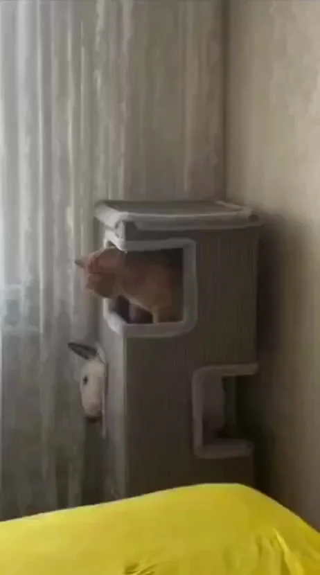 Когда пёс думает что он кот