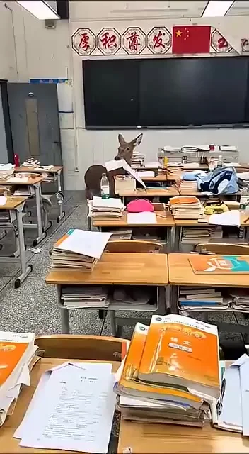 Когда твою домашку не собака съела...