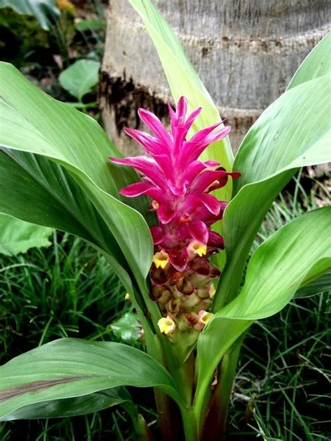 Куркума: польза или вред? История 30-летнего обмана