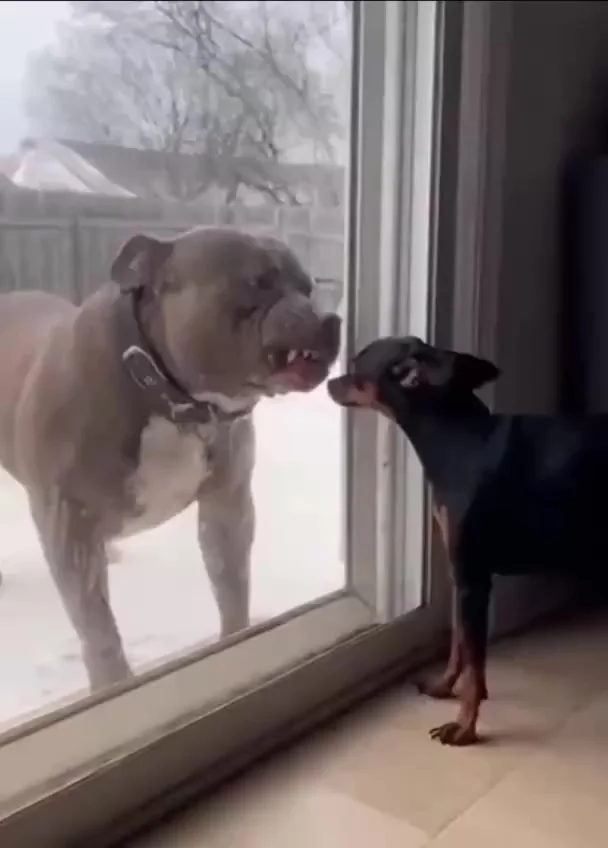 Маленький, но громкий