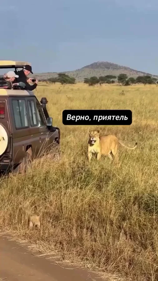 Мамина гордость, районный авторитет