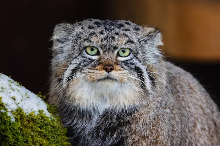 Манул Тимофей успешно "зажировался" к зиме