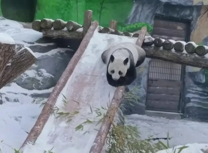 Милашка Диндин очаровала всех, наслаждаясь снегом в Москве