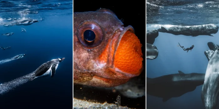 Морские обитатели