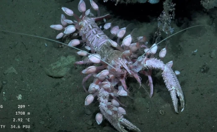 Морские уточки: Паразиты, отравляющие океан!