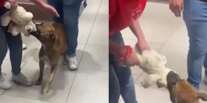 Награда победителя: игрушка, стоившая всех усилий