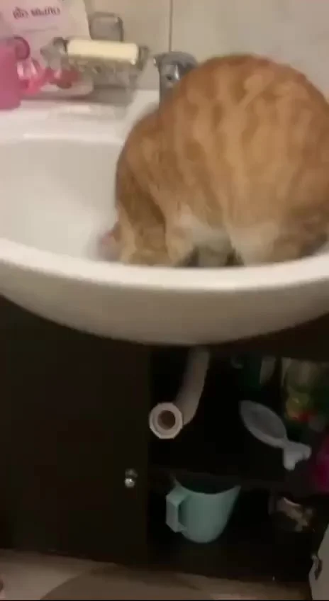 Настоящий профи