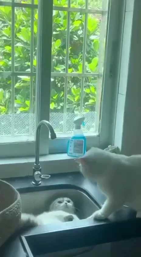 Навредил себе сам