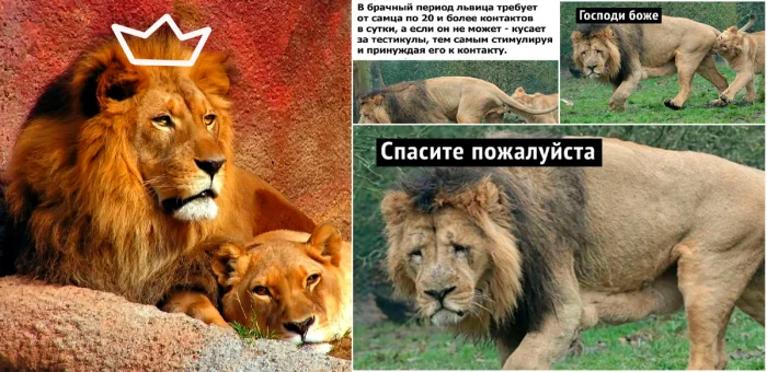 Почему львицы хватают царя зверей за подхвостье: обратная сторона львиной жизни