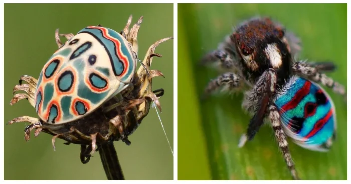 Необычные жуки