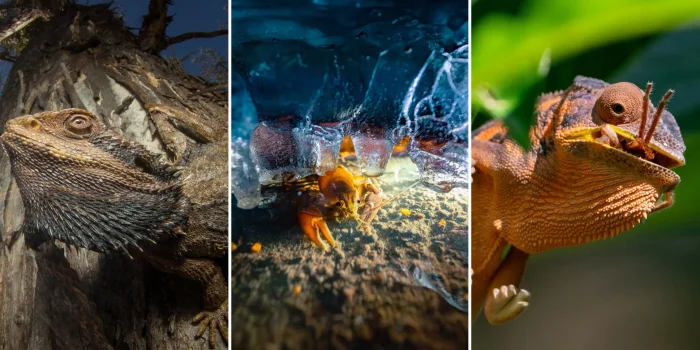 Невероятные снимки животных, пойманных в идеальный момент